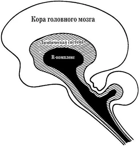 Модель человеческого мозга по Маклину Тому кто учится важно понимать - фото 2