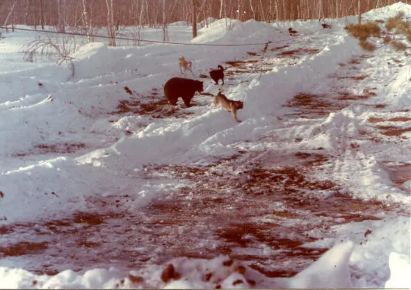 Натаскивание собак на медведицу Лопарская 12 марта 1992 г Лишь одна чёрная - фото 1