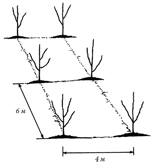При посадке в несколько рядов яблони принято размещать на расстоянии 6 4 м - фото 1