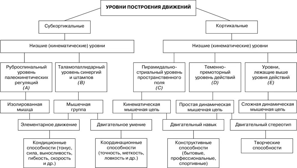 Схема 2 Уровни построения движений по НА Бернштейну Уровень А - фото 3