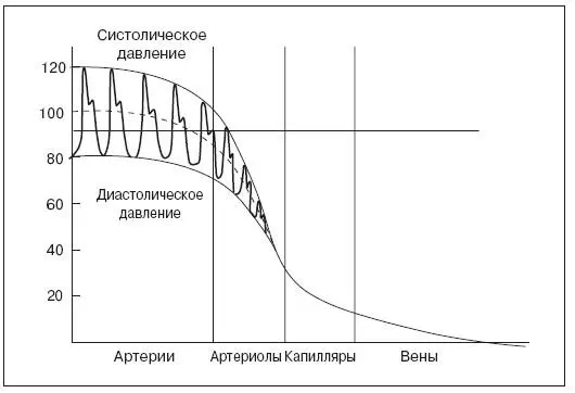 Рис 20 Изменение кровяного давления в разных частях сосудистого русла - фото 23