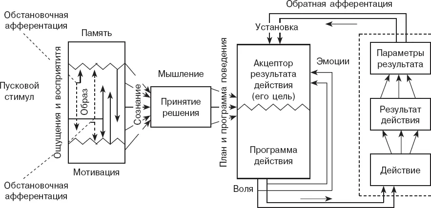Рис 15 Схема функциональной системы по П К Анохину в дополнении Р С - фото 5