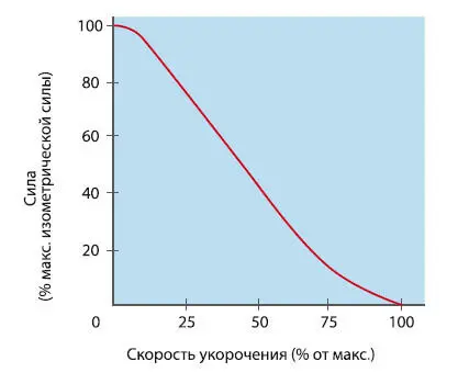 Рис 26 Зависимость между силой и скоростью укорочения мышцы Двигательные - фото 15