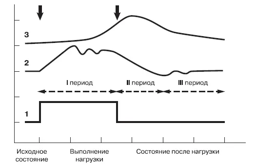 Рис 2 Динамика процессов в организме во время физической нагрузки и после ее - фото 5