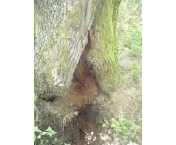 Дерево в нормальном состоянии Открытие портала Меня давно интересовал - фото 4