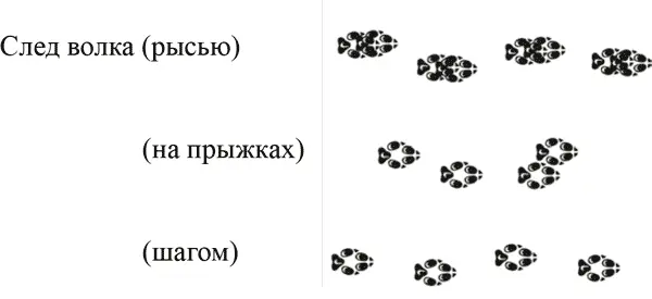 След собаки неровный зигзагообразный шаг короче волчьего лапа распущена - фото 1