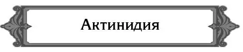 Съедобны ли ягоды актинидии и где ее можно выращивать Всем известны плоды - фото 5
