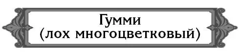 Что это за растение гумми Это близкий родственник облепихи Его родина - фото 12