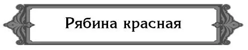 Можно ли сажать на участке рябину и какую именно Красная рябина полезна и - фото 22