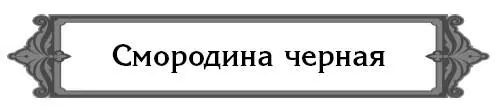 Почему на некоторых ветках черной смородины цветки и даже ягоды усыхают Это - фото 24