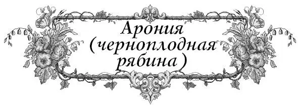 Почему измельчали ягоды аронии Потому что устарели ветви или слишком - фото 6