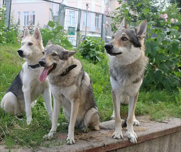 Фото автора Ах какие женщины какие засуетился Канис у калитки объекта - фото 6