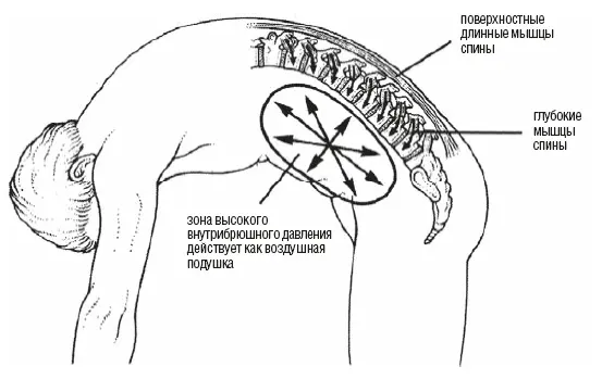 Рис 123При разгибании и длинные и небольшие внутренние мышцы спины лучше - фото 31
