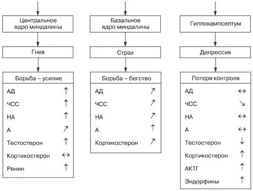 Рис 53Три типа паттернов вегетативных и гуморальных реакций связанных с - фото 23