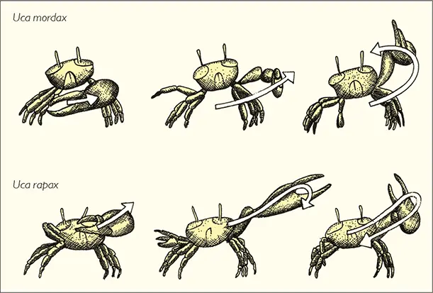 Самцы манящих крабов Uca spp привлекают брачных партнеров взмахивая своими - фото 16