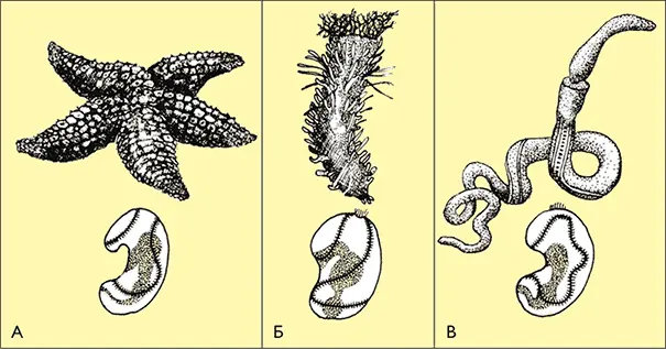 Баланоглосс Balanoglossus spp В это полухордовое промежуточная стадия - фото 27