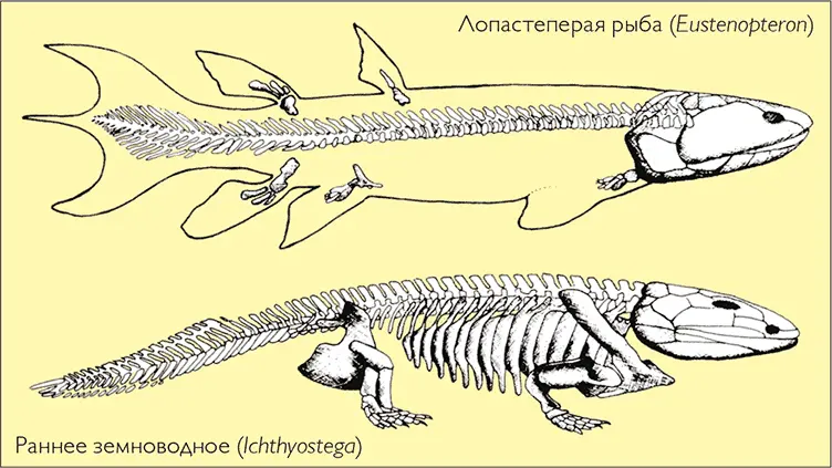 Сходство между лопастеперыми рыбами такими как эустеноптерон и ранними - фото 29