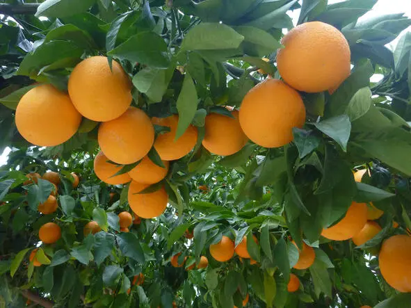 Вот так на Кипре растут апельсины Слегка подкрепившись мы пошли осматривать - фото 7