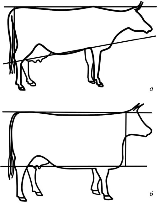 Рис 1 Форма туловища коровы а молочной б мясной Оценивая молочные - фото 1