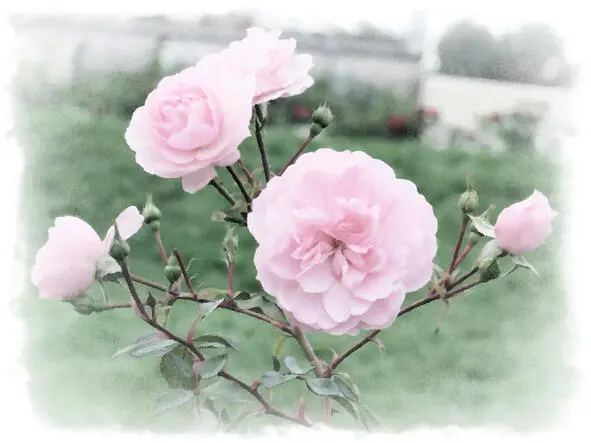 Красота природы удивляет и радует она и вдохновляет Мир отражение - фото 11