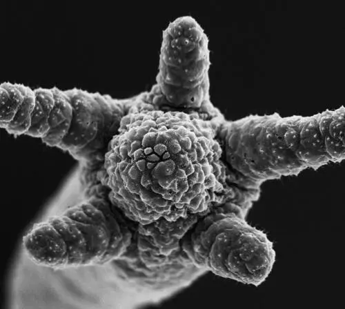 Микрофотография рта и пяти щупалец пресноводной Hydra magnipapillata Этот - фото 15