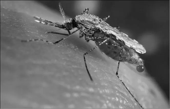 Анофелесы малярийные комары переносчики паразитов широко распространены - фото 4