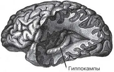 Рис 2 Гиппокампы скрытые в глубинах мозга являются главными органами в - фото 2