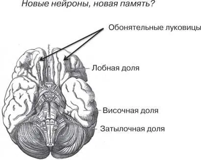 Рис 4 Обонятельные луковицы расположенные в области нижних поверхностей - фото 4