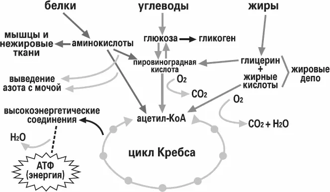 Рис 21 Обмен веществ и энергии Сложные углеводы под действием ферментов - фото 9