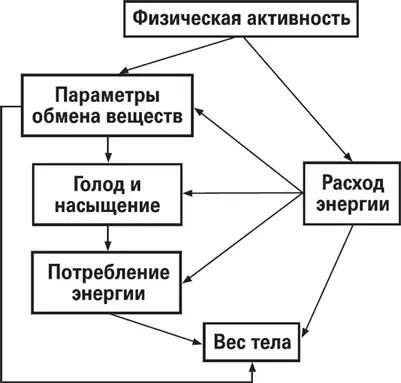 Рис 24 Энергетический баланс активность и метаболизм Как мы теряем и - фото 14