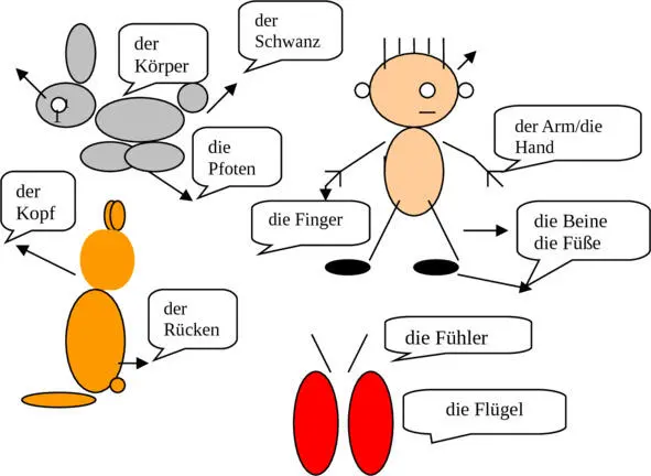 Die Körperteile von Menschen und Tieren Части тела людей и животных Ich - фото 6