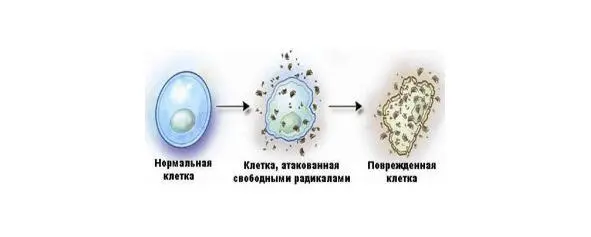 Влияние питания на кожу О влиянии питания на нашу кожу и весь организм в целом - фото 2