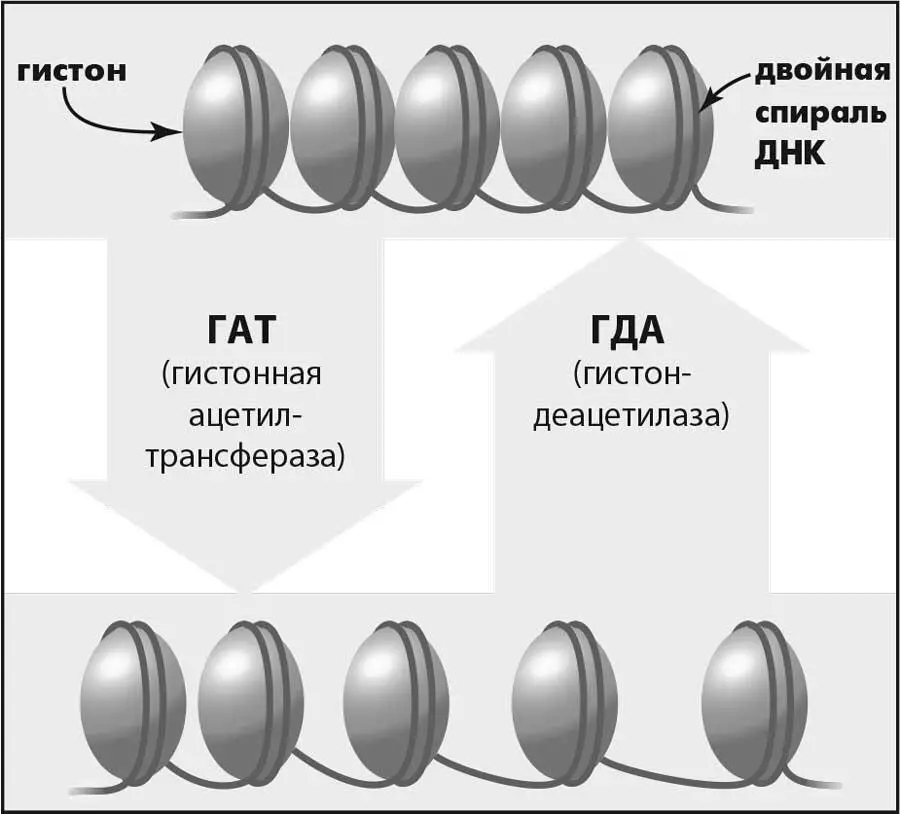 Программирование ДНК А теперь представьте что тело внезапно перестало - фото 5