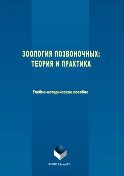 Вадим Коровин - Зоология позвоночных. Теория и практика