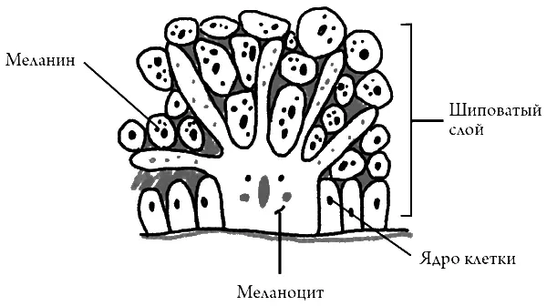 Меланоциты передающие меланин Меланоциты выглядят как перчатки основанием они - фото 14
