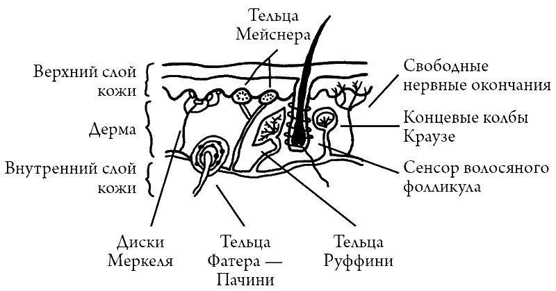 Сенсоры в коже Сегодня известно что наряду со своими стандартными - фото 26