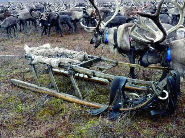 Таисия Рокина супруга Семён Васильевича была незаменимым помощником в дальних - фото 32
