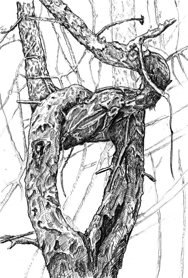 Кольцо из ветвей на живом дереве для снятия с младенцев сглаза и призора д - фото 8
