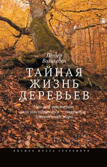 Петер Вольлебен - Тайная жизнь деревьев. Что они чувствуют, как они общаются – открытие сокровенного мира