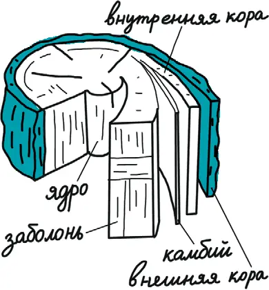 Если посмотреть на спил дерева то мы увидим круги годичные кольца Ближе к - фото 20