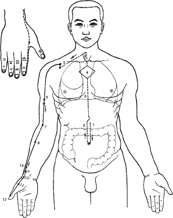 Меридиан Толстого кишечника Начинается на поверхности тела на лучевой стороне - фото 38