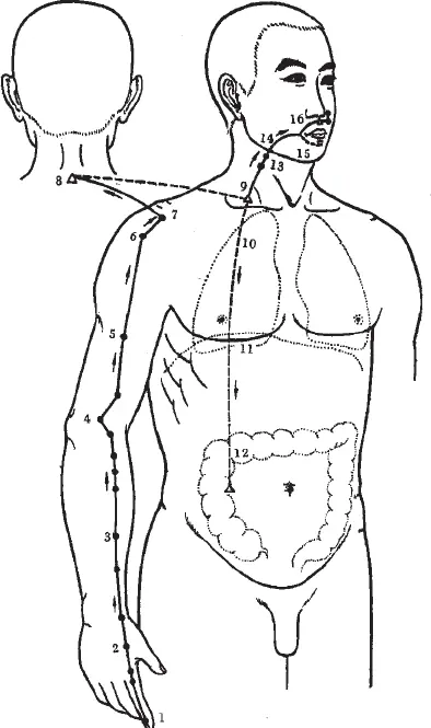Меридиан Желудка Начинается внутри тела на боковой стороне ноздри в точке - фото 40