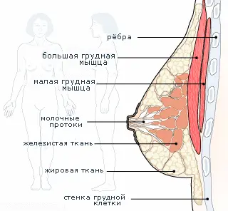 Пластика груди и потеря чувствительности Существует расхожее мнение что - фото 13