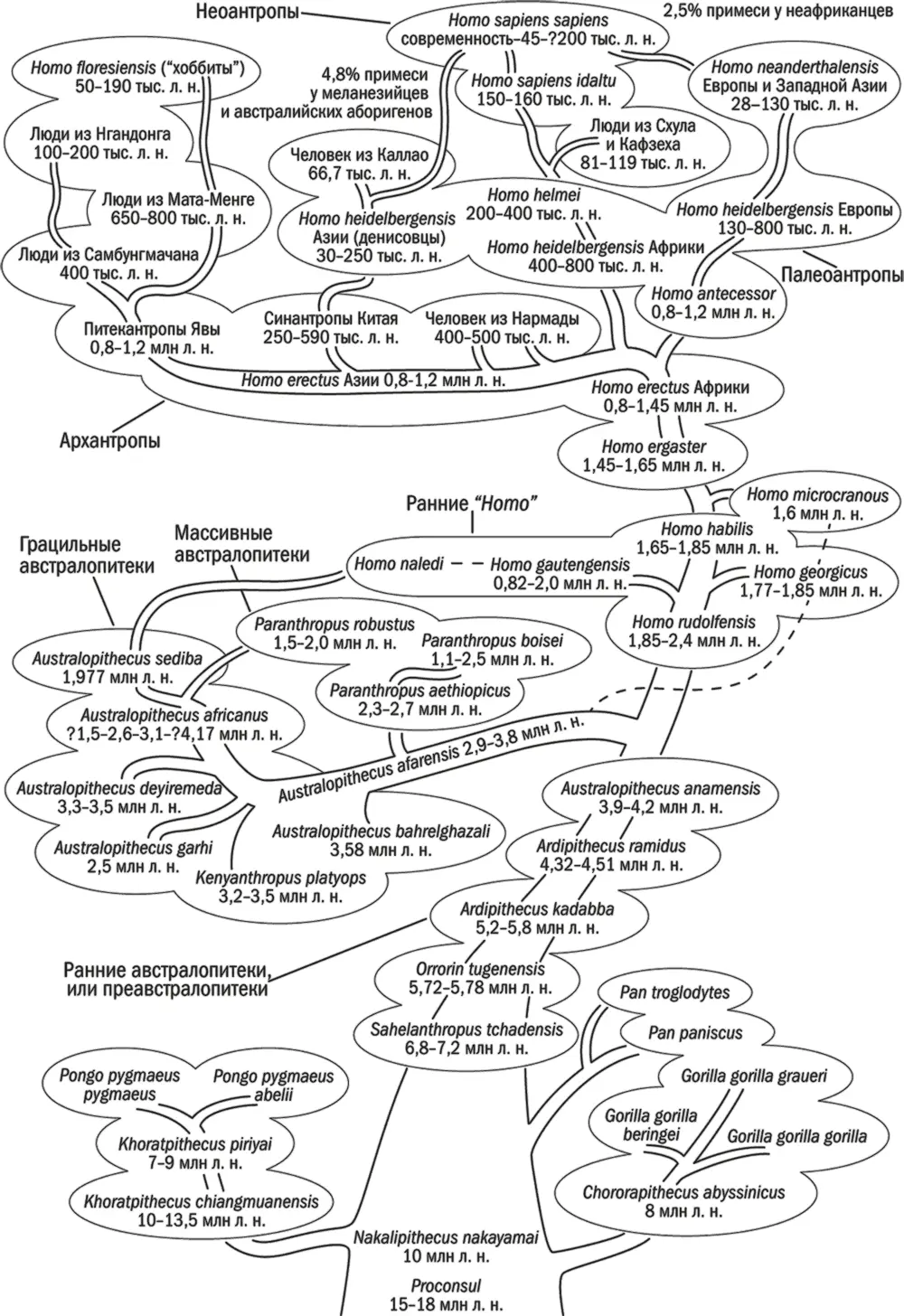 Рис 1Схема эволюции гоминид Поэтому первые почтипрямоходящие и прямоходящие - фото 1