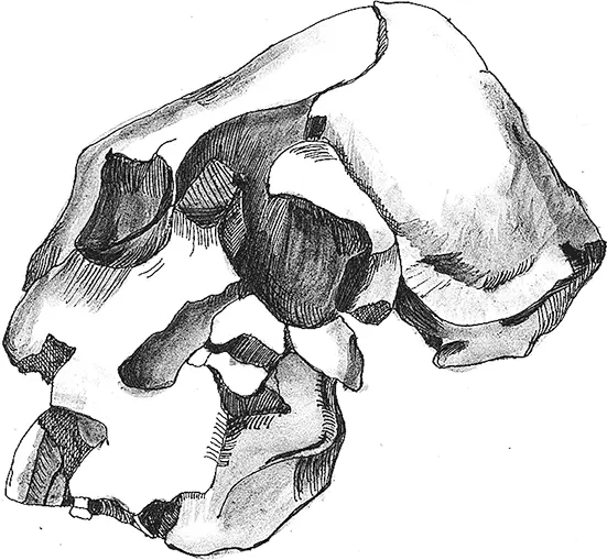 Рис 8Череп Kenyanthropus platyops В 2015 году в слоях Ломекви с датировкой - фото 8