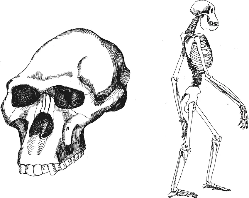 Рис 9Череп и скелет Australopithecus africanus В отличие от рук таз и ноги - фото 9