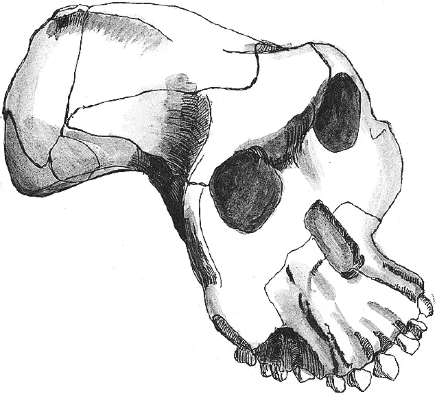 Рис 11Череп Australopithecus garhi Крайне интересно что посткраниальные - фото 11