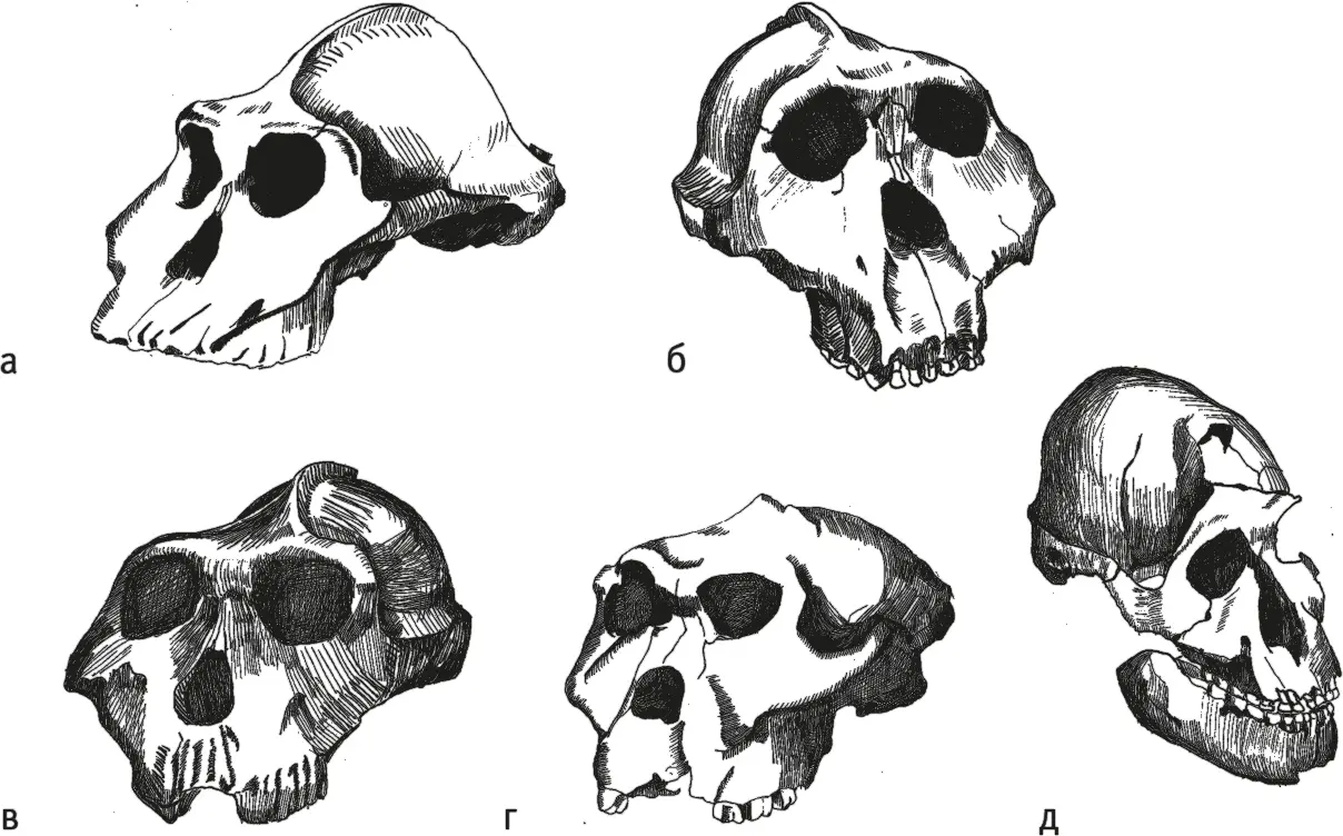 Рис 12Череп Paranthropus aethiopicus KNMWT 17000 а черепа Paranthropus - фото 12