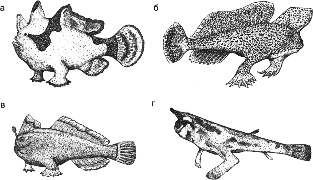 Рис 10 Antennarius а Brachionichthys б Sympterichthys в и - фото 10
