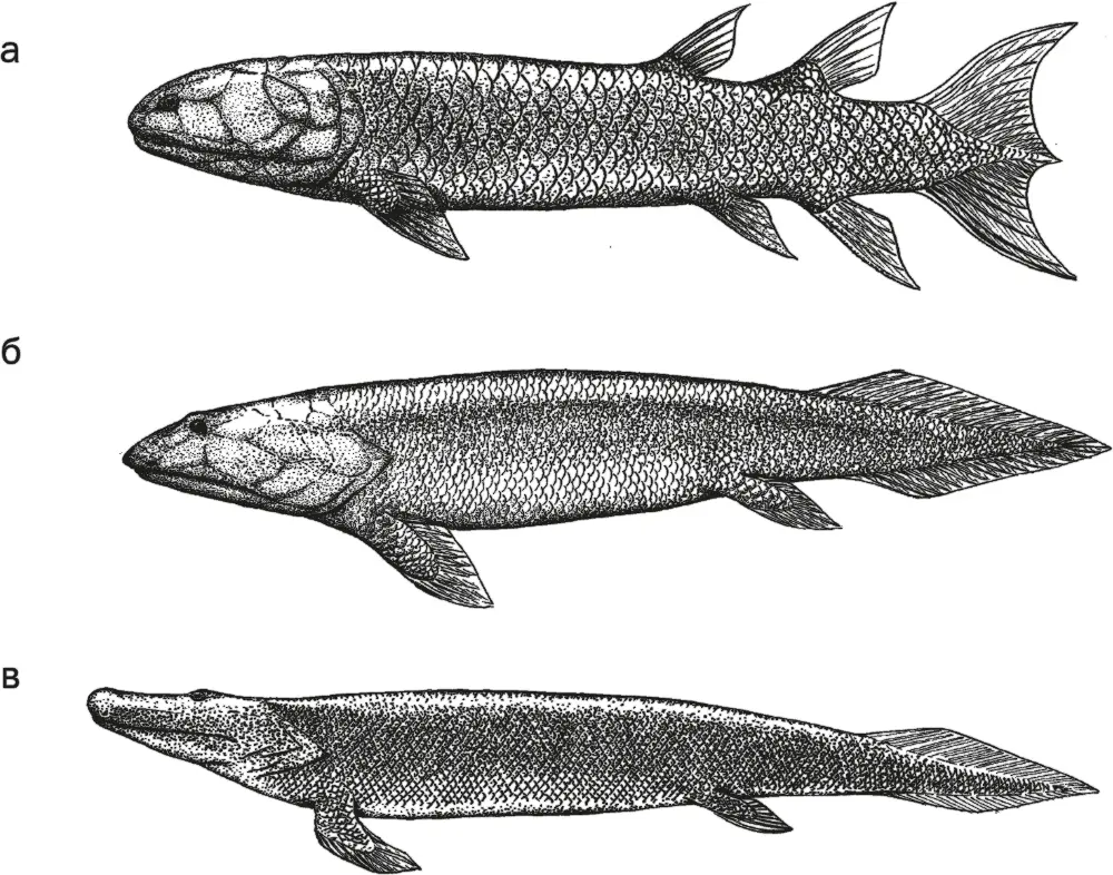 Рис 11 Platycephalichthys а Panderichthys rhombolepis б и Tiktaalik - фото 11